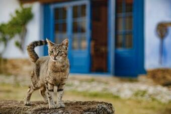 Apartamento Experience Transylvania Viscri 161b