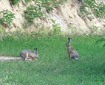 Villa Cabana Campus Caffe