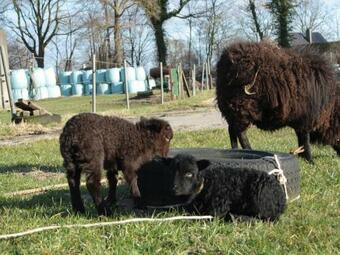 Apartamento Blutbuchenhof