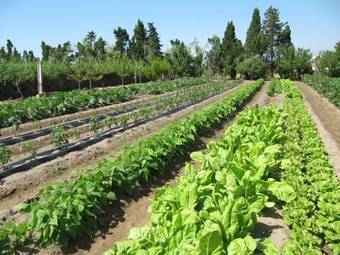 Apartment Eucaliptus Amposta