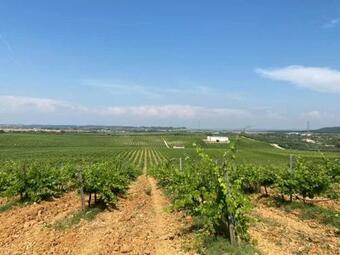 Villa Quinta Monteiro De Matos - Enoturismo