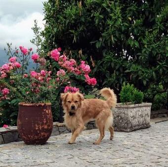 King's House Douro Valley