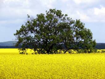 Hostal Oma's K�che & Quartier