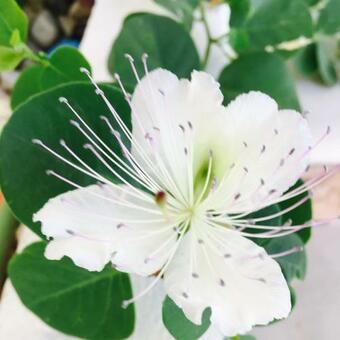 Bed & Breakfast La Casa Al Mare