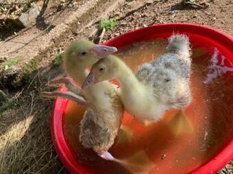 G�te Chaumi�re Ch�teau De La Bouchatte