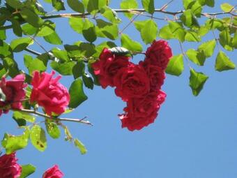 Agroturismo Casolare Toscano