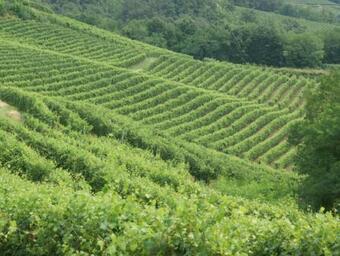 Apartamento Cascina In Alto Piemonte / Piedmont Countryhouse