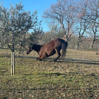 Bed & Breakfast Agriturismo Colle Delle Stelle