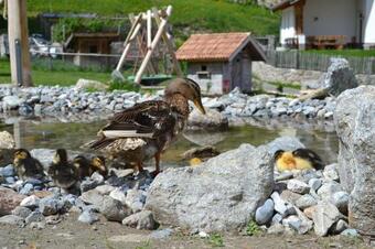 Hof Am Schloss Apartement L�rche