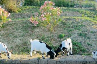 Apartamento Rome Retreat