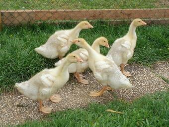 Apartamentos As Landgl�ck - Wohlf�hlen, Im Urlaub Zu Hause Sein