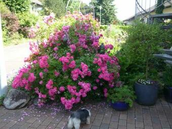 Apartamentos G�stehaus Rosengarten Im Nahetal