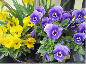 Apartamento Appartement Natalie