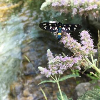 La Mansarda - Nel Cuore Del Parco Della Majella
