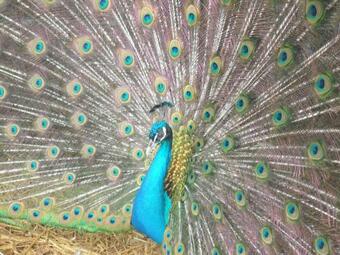 Hotel Locanda Delle Noci