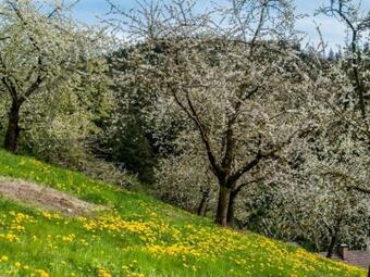 Apartamento Vogthof Wohnung Schneckenhus