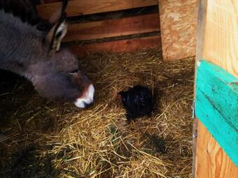 Bed & Breakfast Ca' De L'ase