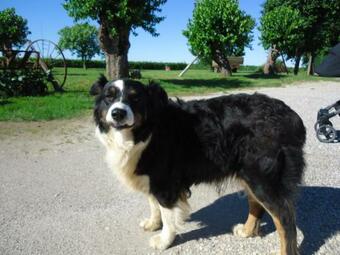 Agroturismo Agriturismo Al Gelso