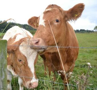 Apartamento Petrushof