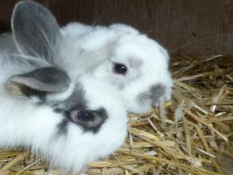 Apartamentos Liethshof