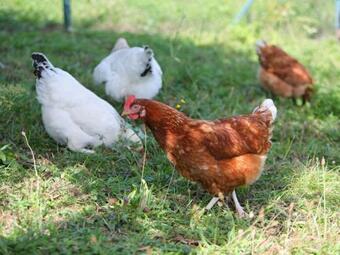 Apartamento Lapperhof