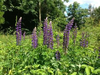 Campingf�sser Am Kunstteich