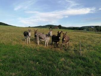 Apartamento Haus Schmitt