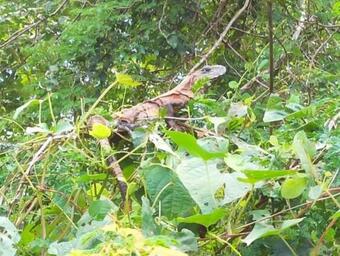 Lodge Yorkpetz All Nature !