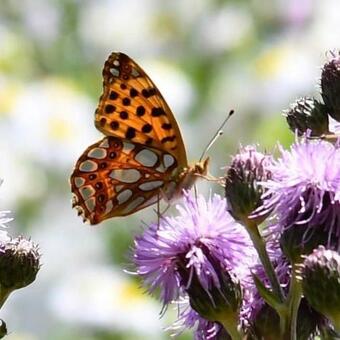 Bed & Breakfast A L'�tang D'yonne Chambres D'h�tes Authentique