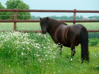 Apartamento Apfelhof Fehmarn