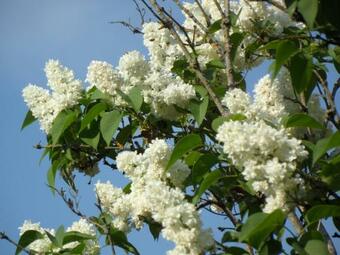 Bed & Breakfast U Campana