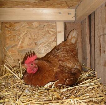 Das Backh�uschen Tiny House