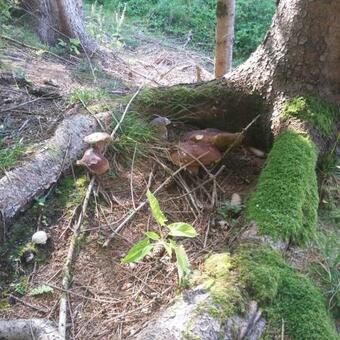 Apartamento Huatscher