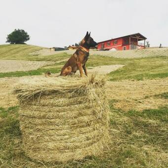 Agroturismo Azienda Agricola Saint Hubert