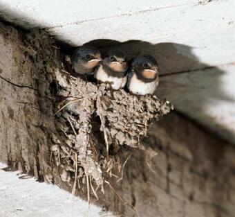 Bed & Breakfast Le Verger Des Hirondelles Chambres H�tes