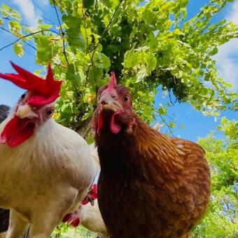 Apartamento Agriturismo Ca Du Chittu