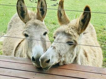 Sandalwood Downs Bed & Breakfast