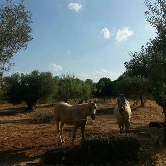 Agroturismo Masseria Dell'800