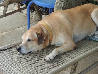 Villa Bougainvillea Aruba, The Tango Suite