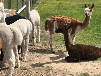 Cottage# Piscine Int�rieur31�zoolafleche/24hdumans