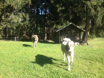 Apartamento Valtnerhof