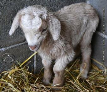 Agroturismo Agriturismo Dolcetna