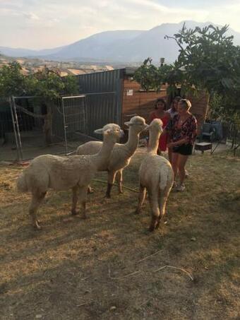 Alpacafarm Abruzzovakantie
