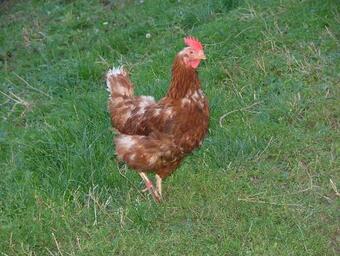 Agroturismo Bauernhof Mairing