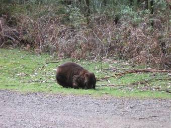 Bed & Breakfast Clarelee Belgrave Accommodation