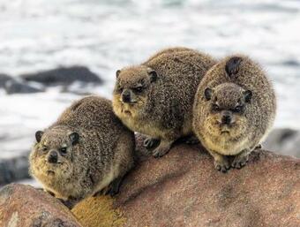 Apartamento Ngwenya Garden Cottage