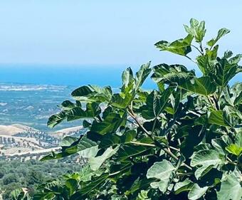 Bed & Breakfast Palazzo Scura