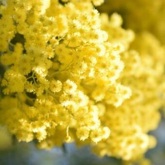 Agroturismo Le Mimose B&B