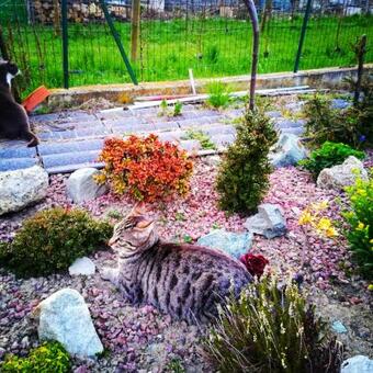 Bed & Breakfast Le Joli Rosier