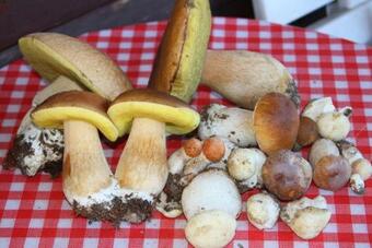 Camping Yoghi E Bubu